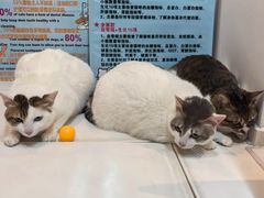-御宝贝·A梦猫科宠物医院(国际猫友好医院)