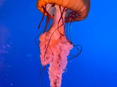 -太平洋海底世界