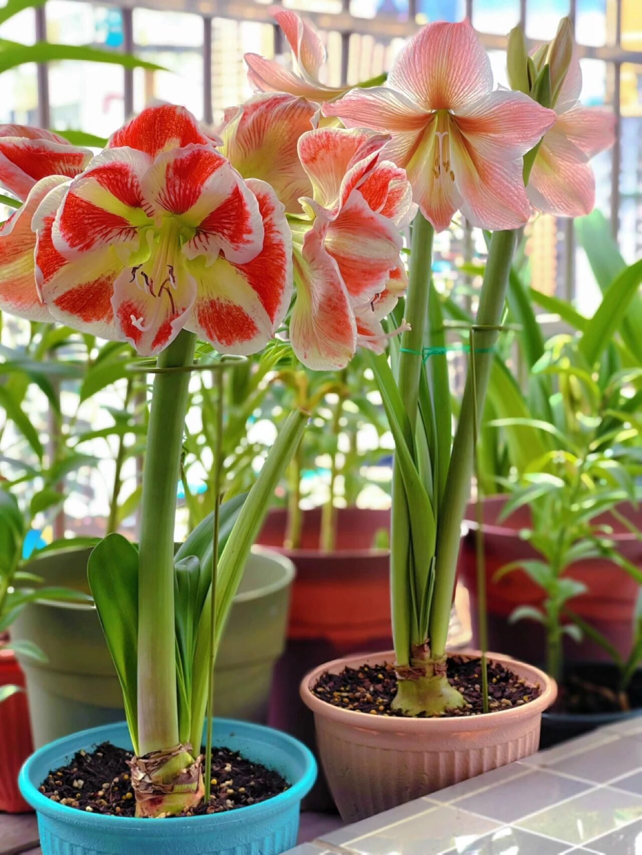 朱顶红,花中仙子