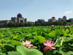 -莲花池公园