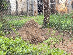 -合肥野生动物园