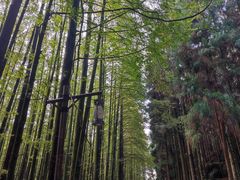-山王坪喀斯特国家生态公园
