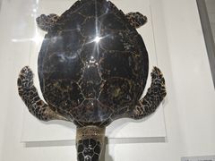 -青岛贝壳博物馆