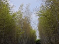 -游子山休闲旅游区