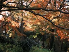 -井之头恩赐公园