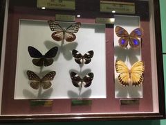 -上海昆虫博物馆