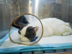 -萌兽医馆·犬猫专科·眼科中心·宠物医院(朝阳门分院)