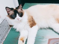-喵喵咪呀布偶猫咖(春熙路店)