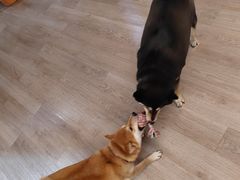 -柴迷FANS CLUB·柴犬狗咖·猫咖