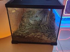 -可爱抓 COCO  GOTCHA(天津鹏欣水游城店)