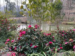 -杭州植物园