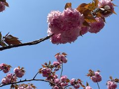 -高东镇樱花园