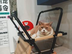 -伟伟宠物医院·CT影像中心·瑞派犬猫综合性门诊(汉口总院)