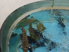 -鲤鱼塘农家山庄