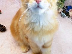 -十年猫舍·猫咪专门店(普陀店)