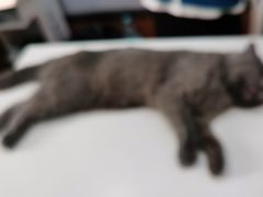 -瑞派动物医院·绝育·犬猫全科·预防医学(光景江南中店)