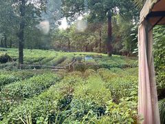 -野蔓果·山野菜(西湖景区·龙井茶田店)