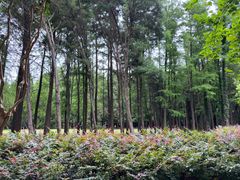 -上海共青森林公园