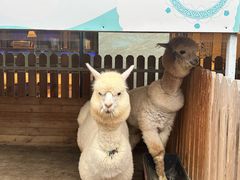 -廊坊固安福朋喜来登酒店