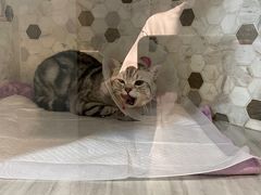 -宠爱国际动物医院·消化内科·心肾内科·ISFM猫友好(望京店)