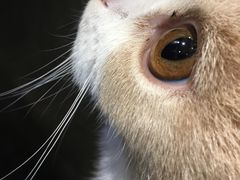 -瞄一喵猫咖(格力海岸店)
