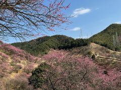 -新建村梅花