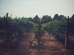 -北京张裕爱斐堡酒庄