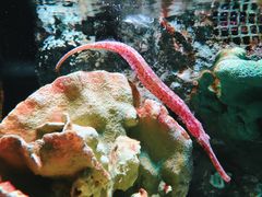 -暹罗海洋世界