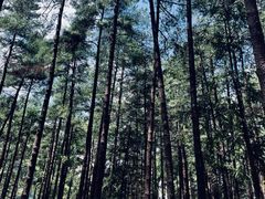-重庆睡佛山森林公园