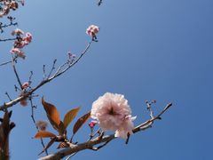 -天适樱花悠乐园