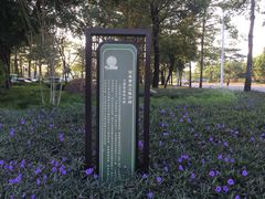 -王借岗森林公园