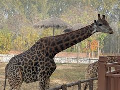 -北京野生动物园