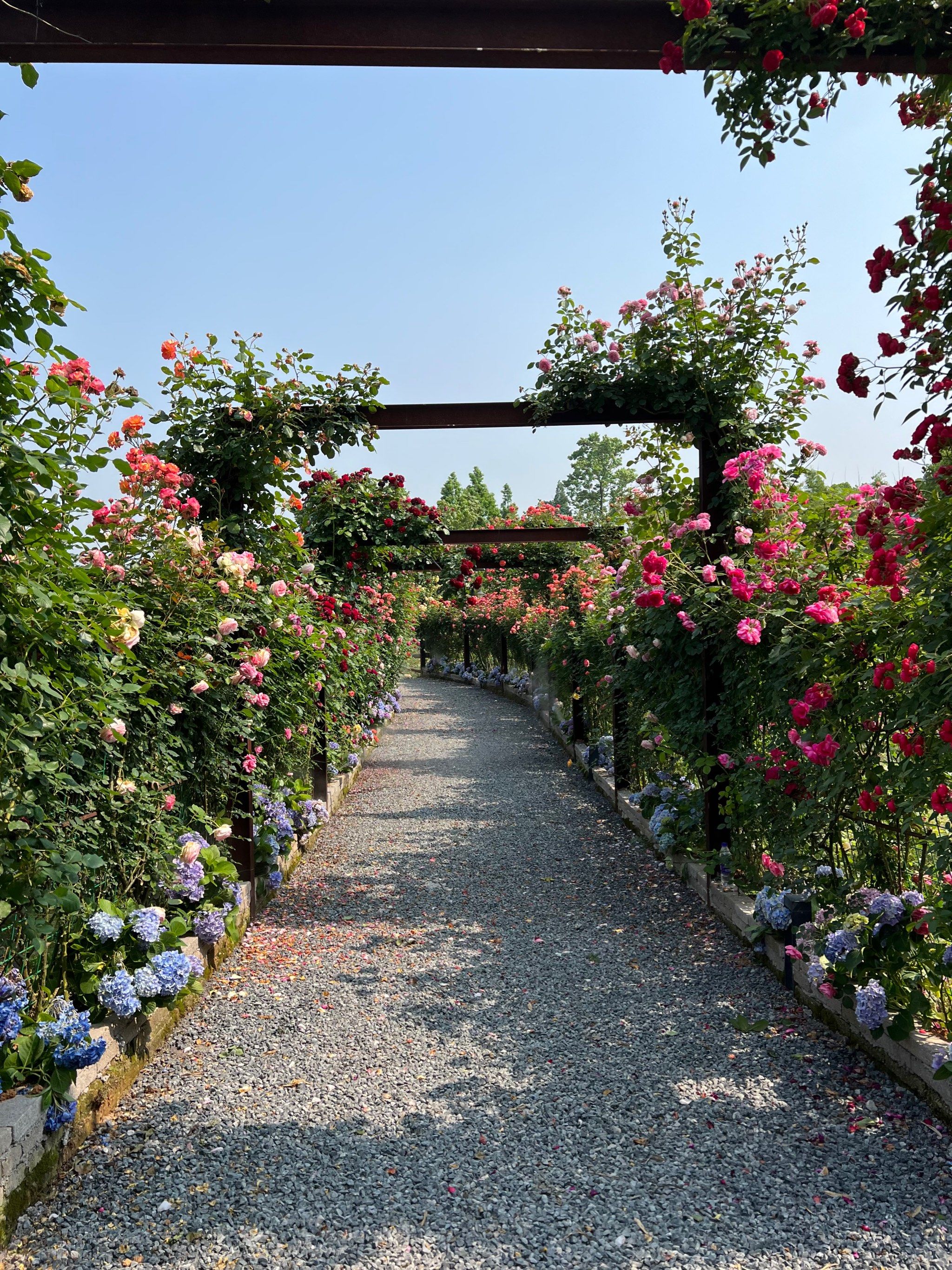 玫瑰花海里的浪漫记