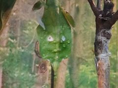 -上海大自然野生昆虫馆(东方明珠·爬宠昆虫探索中心)