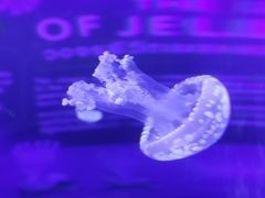 -暹罗海洋世界