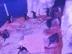 -暹罗海洋世界