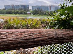 -华侨城湿地公园