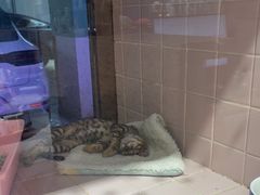 -FAELING PETS美天灵宠物(富力广场店)