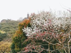 -苏州上方山国家森林公园