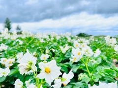 -草原天路(张北县)