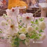 单瓣牡丹开花啦～