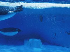 -海合安成都极地海洋公园
