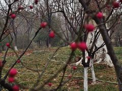 -习家池