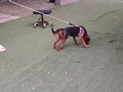-宠物寄养训练学校