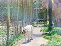 -上海野生动物园