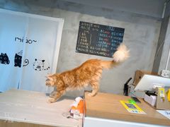 -Heymao猫咖.咖啡厅(东门店)