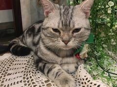 -共舞时光猫咖·狗咖(新街口店)