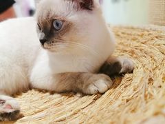 -藏猫猫咖啡主题馆(中央大道店)