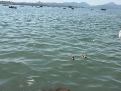 -西湖游船