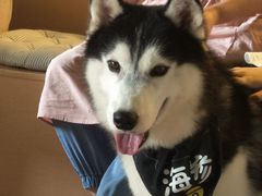 -Husky Go! 哈士奇体验馆·宠物咖啡厅狗咖